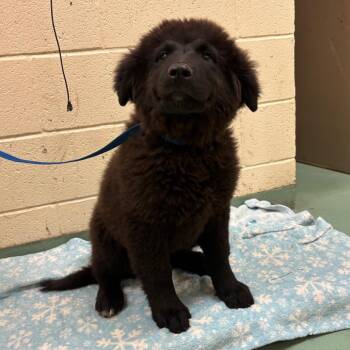 Mixed Breed Dogs Available for Adoption - Hobbs | PetCurious