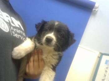 Australian Cattle Dog Blue Heeler and Mixed Breed Dogs Available for Adoption in Albuquerque, New Mexico - LILA | PetCurious
