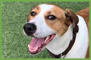 Gracie Mae -  Treeing Walker Coonhound and Hound Dog for Adoption in Amherst, Massachusetts - Gracie Mae | PetCurious