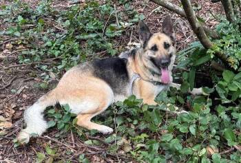 Remi -  German Shepherd Dog Dog for Adoption in Coupeville, Washington - Remi | PetCurious