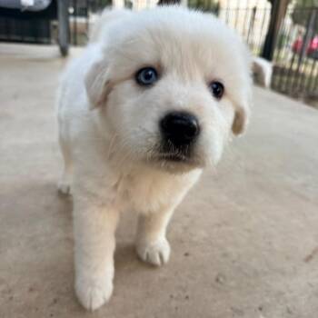 Flume -  Great Pyrenees Dog for Adoption in Austin, Texas - Flume | PetCurious