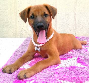 CHER -  Black Mouth Cur and Fox Terrier Dog for Adoption in Olympia, Washington - CHER | PetCurious