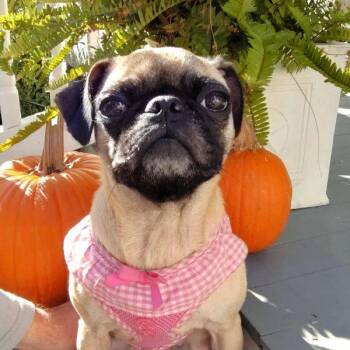 Rescue Pug Dogs for Adoption in Alvin, Texas - Roxy | PetCurious