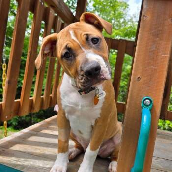 Honey -  American Staffordshire Terrier Dog for Adoption - Honey | PetCurious