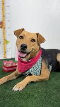 Belinda-One of our Amazing Rescue Dogs -  Labrador Retriever and Foxhound Dog for Adoption in Carlsbad, California - Belinda-One Of Our Amazing Rescue Dogs | PetCurious