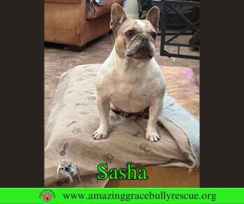 French Bulldog Dogs Available for Adoption in Pensacola, Florida - Sasha 3 | PetCurious