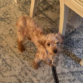 NUGGET -  Poodle Dog for Adoption in Waterford, New Jersey - NUGGET | PetCurious