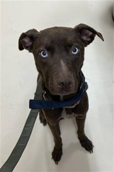 Rescue Pit Bull Terrier and Siberian Husky Dogs for Adoption in Aliquippa, Pennsylvania - COCO | PetCurious