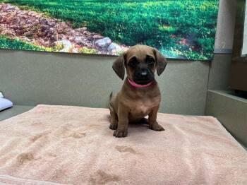 Terrier and Mixed Breed Dogs Available for Adoption - A549075 | PetCurious