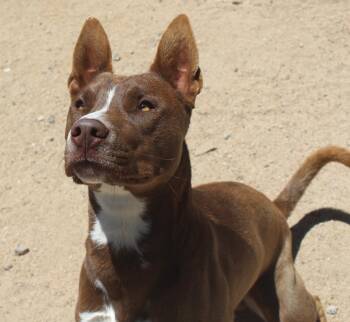 Chicken -  Shepherd and Husky Dog for Adoption in Yucca Valley, California - Chicken | PetCurious