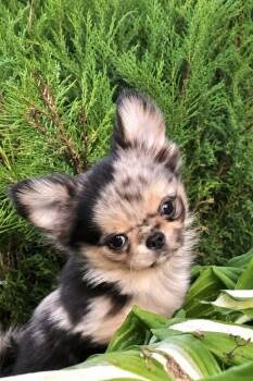 Cocopuff -  Chihuahua Dog for Adoption in Bolton, Connecticut - Cocopuff | PetCurious