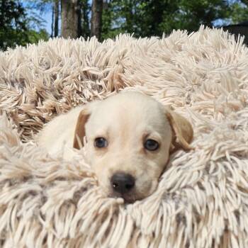 Labrador Retriever Dogs Available for Adoption - Coop | PetCurious