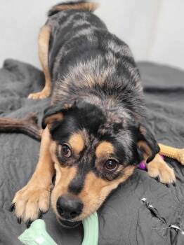 Pomeranian and Husky Dogs Available for Adoption - Sonny | PetCurious