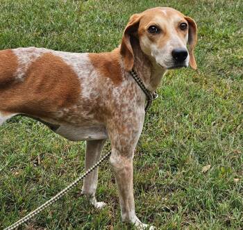 Rescue Hound Dogs for Adoption in Lexington, Massachusetts - Autumn | PetCurious