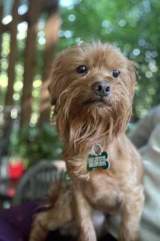Yorkshire Terrier Dogs Available for Adoption in Atlanta, Georgia - Cassidy | PetCurious