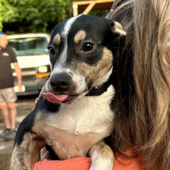 Fred -  Mixed Breed Dog for Adoption in Austin, Texas - Fred | PetCurious