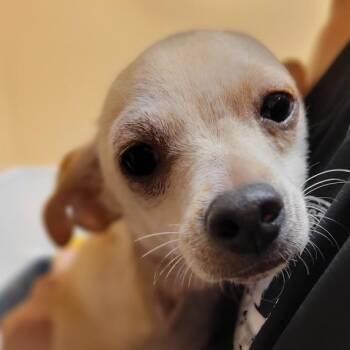 FWT Peanut -  Chihuahua Dog for Adoption in Midland, Texas - FWT Peanut | PetCurious