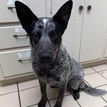 Australian Cattle Dog Blue Heeler Dogs Available for Adoption - TUSC-Stray-83412 | PetCurious