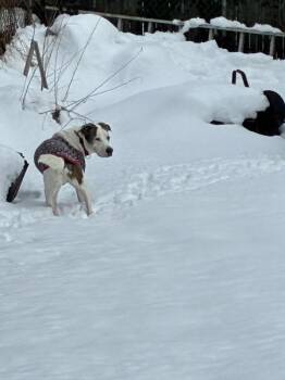 Loki -  Mixed Breed Dog for Adoption - Loki | PetCurious