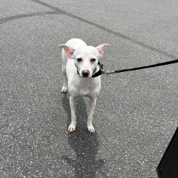 Snowflake -  Chihuahua Dog for Adoption in Coldwater, Michigan - Snowflake | PetCurious