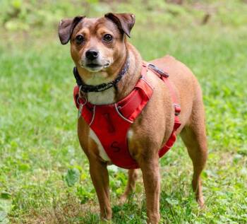 April -  Chihuahua and Terrier Dog for Adoption in Ellijay, Georgia - April | PetCurious