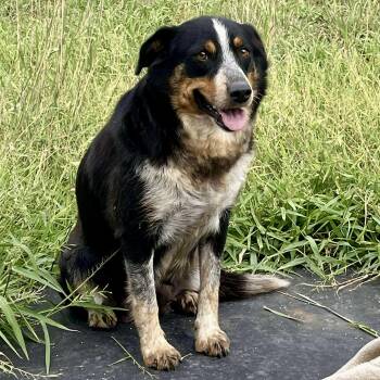 Rescue Bernese Mountain Dog and Australian Cattle Dog Blue Heeler Dogs for Adoption in Clovis, New Mexico - Swiftie | PetCurious