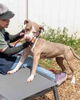 Mixed Breed Dogs Available for Adoption in Chamblee, Georgia - Maja | PetCurious