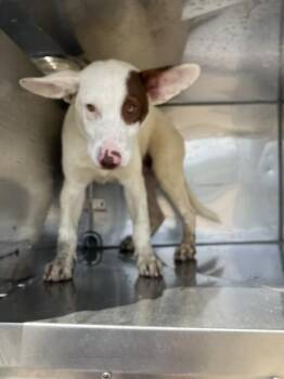 MOZZY -  Mixed Breed Dog for Adoption in Dallas, Texas - MOZZY | PetCurious