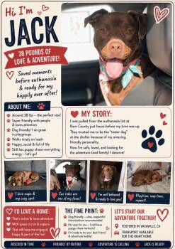 American Staffordshire Terrier Dogs Available for Adoption in Sparks, Nevada - Jack | PetCurious