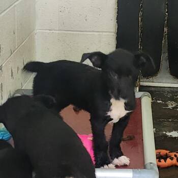 Alma -  Terrier Dog for Adoption in Evensville, Tennessee - Alma | PetCurious