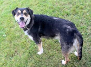 JOEY ARTHUR -  English Shepherd and Siberian Husky Dog for Adoption in Fort Wayne, Indiana - JOEY ARTHUR | PetCurious