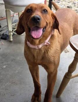 Stevie -  Labrador Retriever and Mixed Breed Dog for Adoption in Pendleton, Oregon - Stevie | PetCurious