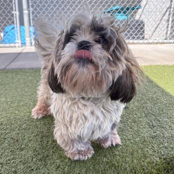 Oliver -  Shih Tzu Dog for Adoption in Hays, Kansas - Oliver | PetCurious