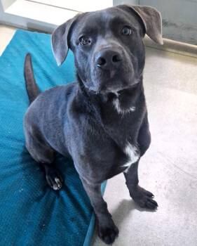 Bradley -  Labrador Retriever Dog for Adoption in Des Moines, Iowa - Bradley | PetCurious