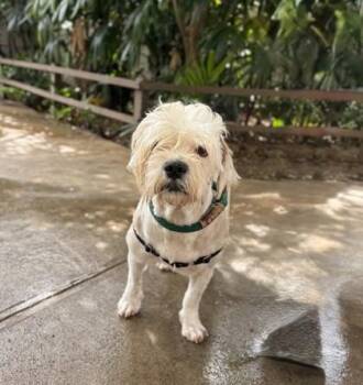 Indy -  Shih Tzu and Mixed Breed Dog for Adoption in Honolulu, Hawaii - Indy | PetCurious
