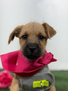 Chihuahua and Poodle Dogs Available for Adoption in Carlsbad, California - Ariel-One Of Our Amazing Rescue Dogs | PetCurious