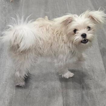Shih Tzu and Maltese Dogs Available for Adoption in Corpus Christi, Texas - Bowie | PetCurious