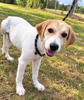 Ava- Shot in the leg- this sweet Tripod Survivor Seeks Loving Ho -  Mixed Breed Dog for Adoption in Conway, South Carolina - Ava- Shot In The Leg- This Sweet Tripod Survivor Seeks Loving Ho | PetCurious