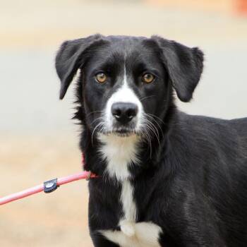 Layla -  Labrador Retriever Dog for Adoption in Columbia, South Carolina - Layla | PetCurious