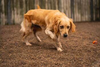 Golden Retriever and Spaniel Dogs Available for Adoption in Red Wing, Minnesota - Jessa | PetCurious