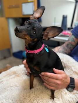DIAMOND -  Miniature Pinscher and Mixed Breed Dog for Adoption in Leesburg, Virginia - DIAMOND | PetCurious