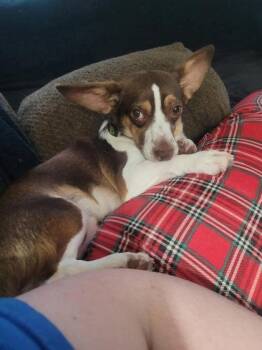 Gizmo -  Rat Terrier and Mixed Breed Dog for Adoption in Morton Grove, Illinois - Gizmo | PetCurious