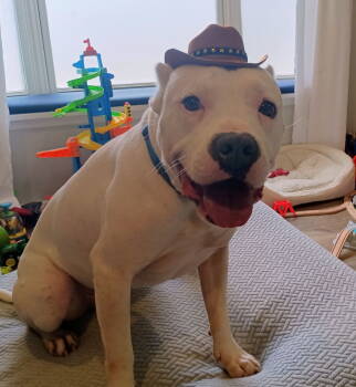 Rescue Terrier Dogs for Adoption - Ray | PetCurious