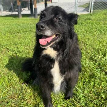 Willow -  Mixed Breed Dog for Adoption in Hendersonville, North Carolina - Willow | PetCurious