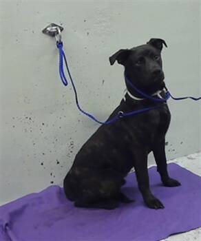 Staffordshire Bull Terrier and Mixed Breed Dogs Available for Adoption in Houston, Texas - JHON | PetCurious