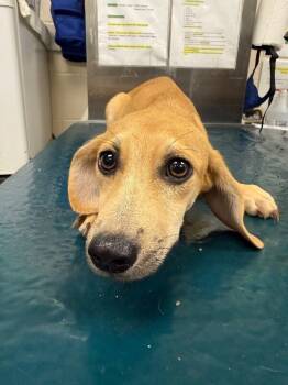 Liam -  Mixed Breed Dog for Adoption in Mobile, Alabama - Liam | PetCurious