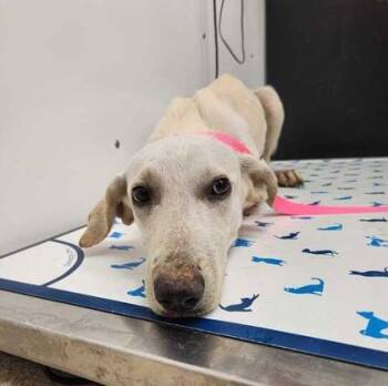 Rescue Labrador Retriever and Mixed Breed Dogs for Adoption in Bryan, Texas - 59740708 | PetCurious