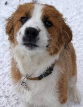 Border Collie Dogs Available for Adoption - James Stewart  | PetCurious