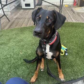 Rescue Doberman Pinscher Dogs for Adoption in Houston, Texas - Amber Roxy (AR) | PetCurious