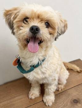 Shih Tzu and Maltese Dogs Available for Adoption in Godfrey, Illinois - Chewy | PetCurious